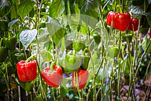 Red and green peppers growing in the garden