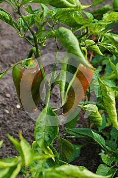 Red and green peppers growing in the garden