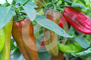 Red and green peppers growing in the garden