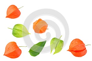 red and green physalis fruit isolated on white background. top view