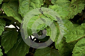 Red and green Pogostemon cablin patchouli plant leaves wet from rain