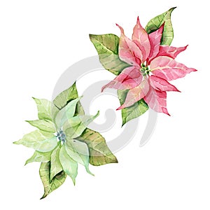 Red and green poinsettia Star of Bethlehem Christmas poinsettia flower watercolor.