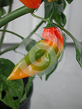 Red, green, and red datil pepper ripening on the plant