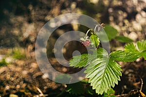 Wild strawberries fruits in the garden. Slovakia