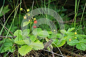 Wild strawberries fruits in the garden. Slovakia