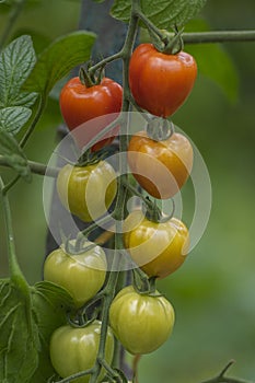 Red and green ripening edible tomatoes fruits hanging on tomato plant, tasty and healthy lifestyle ingredient for cooking