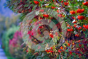 Red and green rowanberry leaves and fruits, tree alley, autumn, plant close up