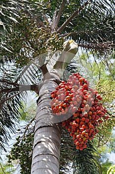Red and green seed of palm