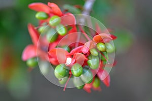 Red and Green Seed Pods of the Mickey Mouse Plant