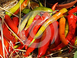 Red and green spicy chilli peppers