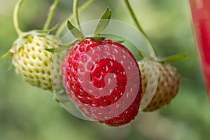 Red and green strawberries