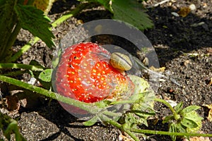 Red green strawberry with small voracious hungry snail .