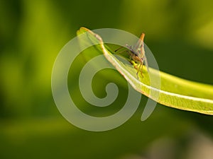 Red and Green Striper Grasshopper