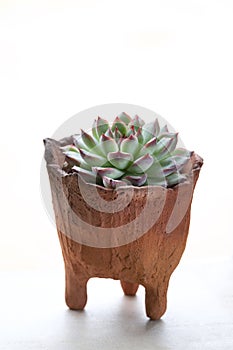 Red and Green Succulent Plant