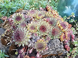 Red and green succulent on rock near glass sphere