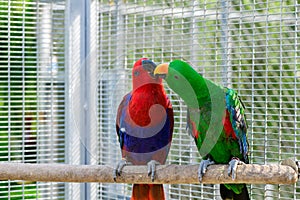 Red and green Sun Conure parrot bird kissing on the perch