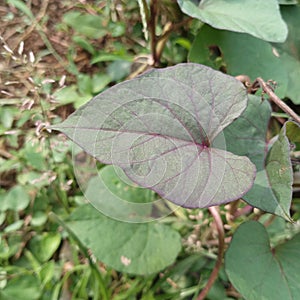 red green sweet potato leaves