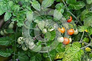 Red and green tomato fruit with plant at the agriculture fields