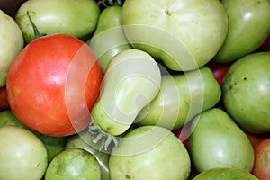 Red and green tomatoes