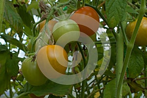 Red and green tomatoes on a branch on a bed in a greenhouse.
