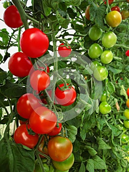 The red and green tomatoes on the Bush