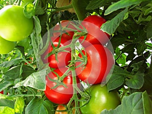 The red and green tomatoes on the Bush
