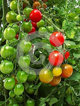 The red and green tomatoes on the Bush