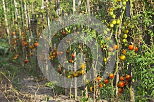 Red and green tomatoes with dry leaves grow in the garden in Sunny weather