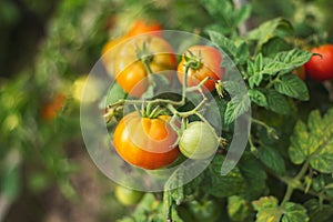 Red and green tomatoes in the garden