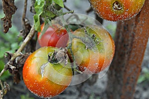 red green tomatoes grow on a branch after rain in the sand side view crop gardening vegetable growing
