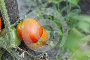 Red green tomatoes grow on a branch after rain in the sand side view crop gardening vegetable growing