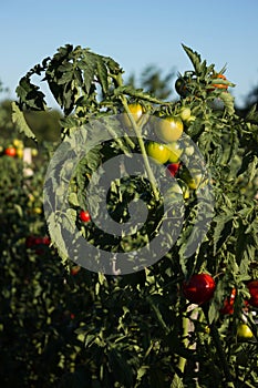 Red and green tomatoes grow in the garden, agriculture