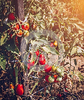 Red and green tomatoes grow on twigs summer. Ripe natural tomato