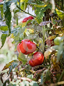 Red and green tomatoes grow on twigs summer. Ripe natural tomatoes growing on a branch in a greenhouse. Ripe garden organic