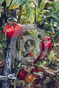 Red and green tomatoes grow on twigs summer. Ripe natural tomatoes growing on a branch in a greenhouse. Ripe garden organic