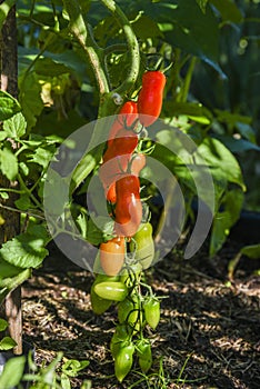 Red and green tomatoes growing in the home garden, natural agriculture