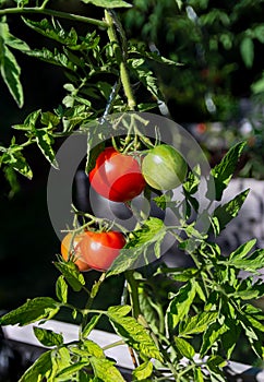 Fresco pomodori giardino 