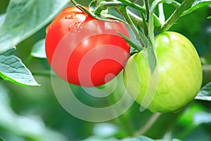 Red and Green Tomatoes