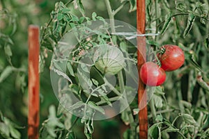Red and green tomatoes weigh on green branch