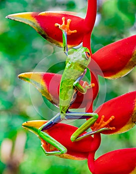 Red and green tree frog stretches as it climbs up red tropical flower, the heliconia.CR2