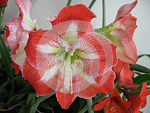 Amaryllis Hippeastrum Minerva Christmas Lily photo