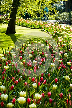 Red, green and white spring in park