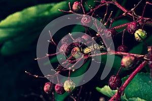 Red and green wild bilberry