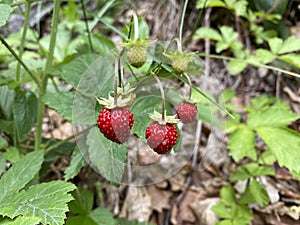 Red and green wild strawberries
