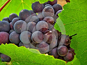 Red and Green Wine Grapes