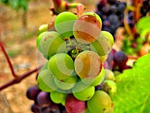 Red and Green Wine Grapes