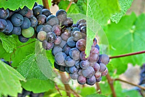 Red and Green Wine Grapes