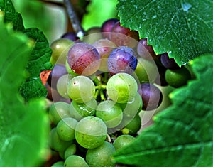 Red and Green Wine Grapes