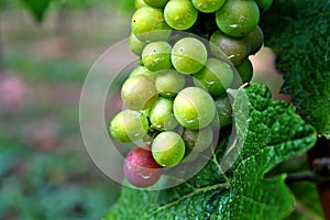 Red and Green Wine Grapes