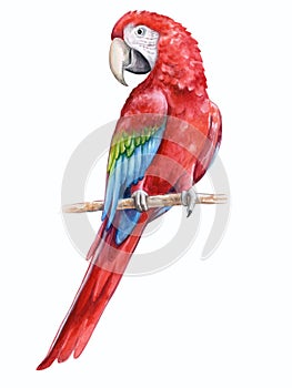 Red-and-green winged macaw. Parrot Birds sitting on a branch isolated on white background. Illustration. Watercolor